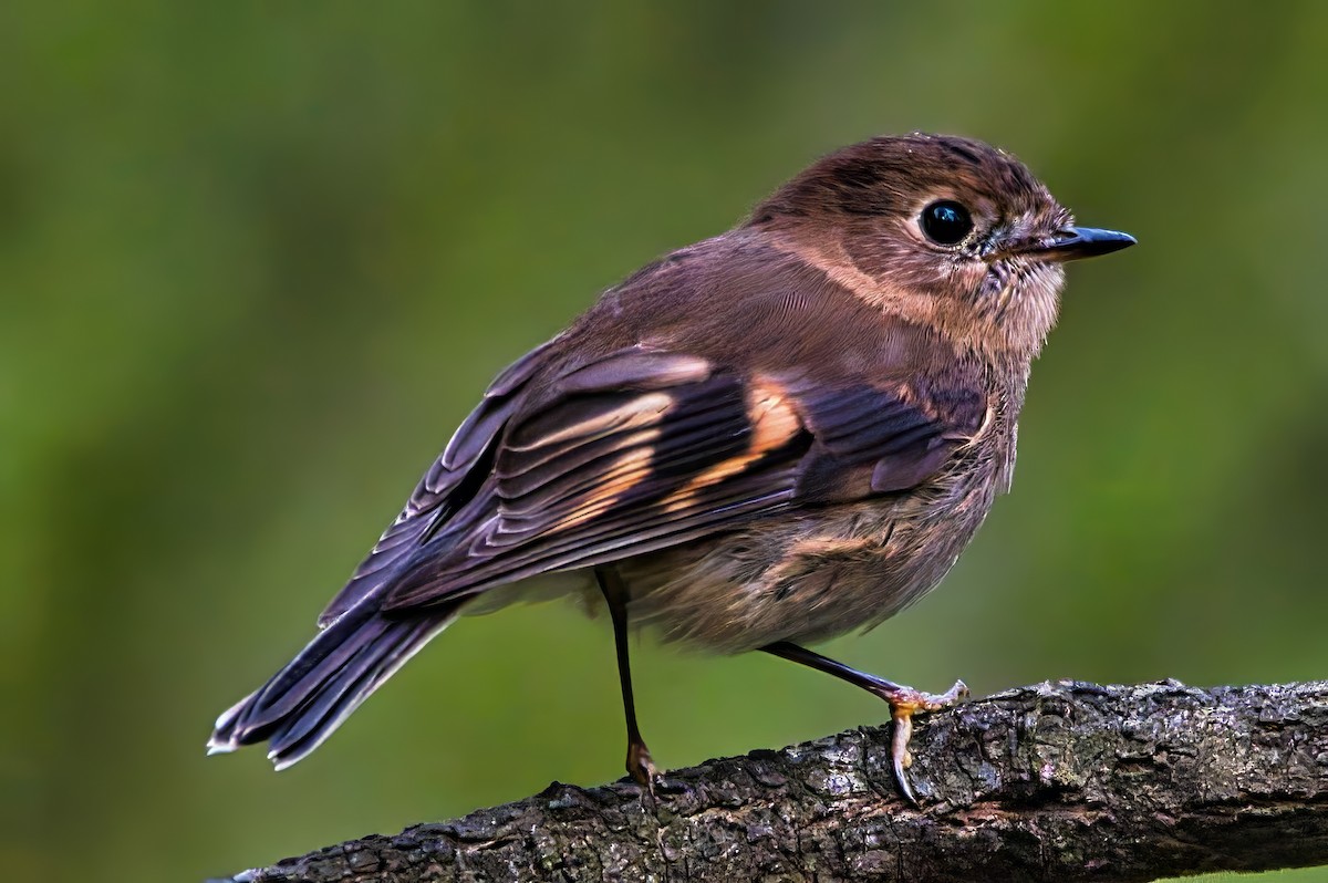 Pink Robin - ML641223867