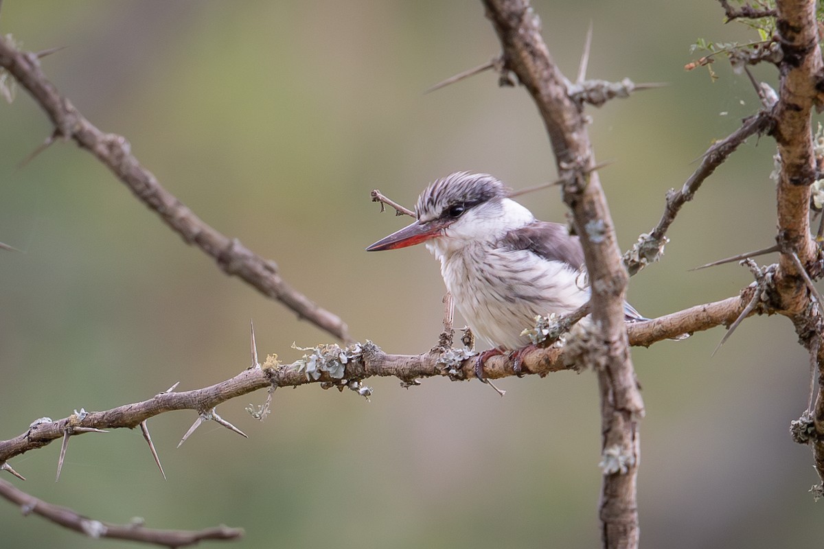 Martin-chasseur strié - ML641223880