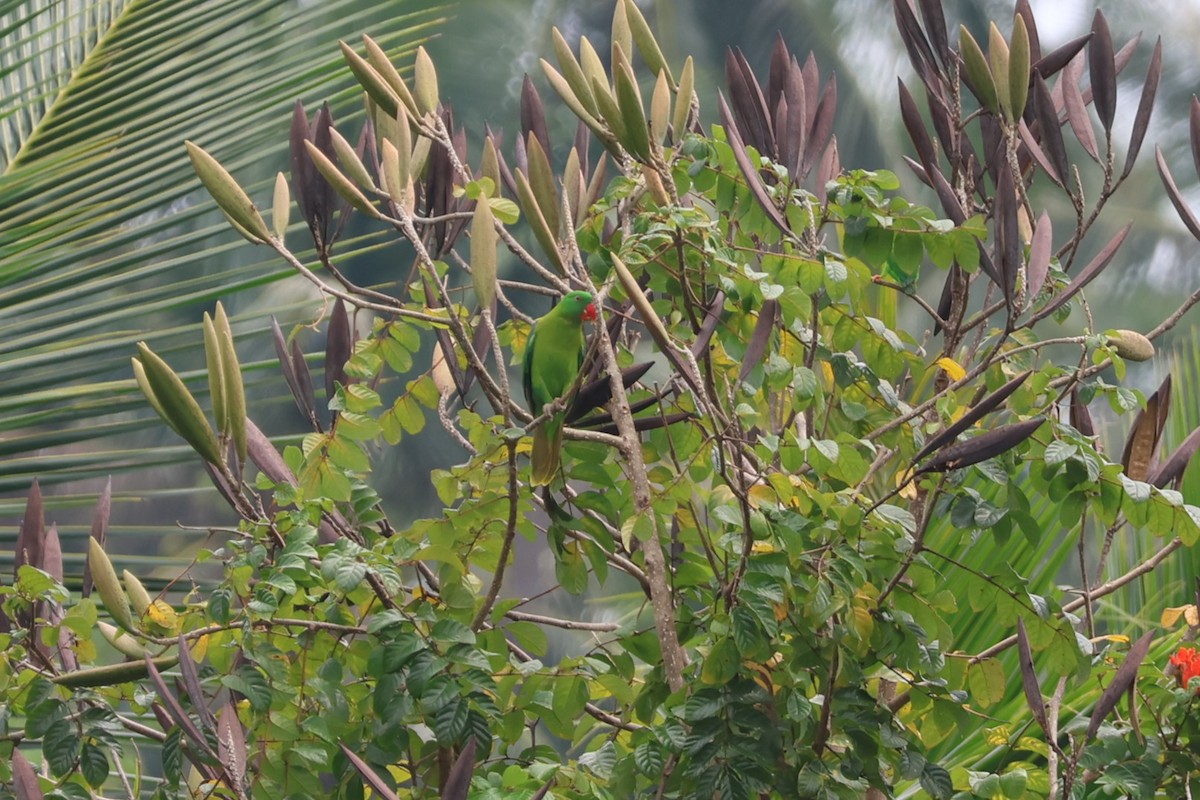 Azure-rumped Parrot - ML641223901