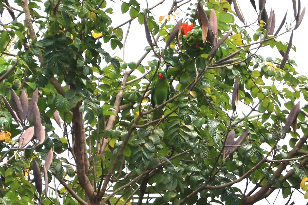 Azure-rumped Parrot - ML641223902