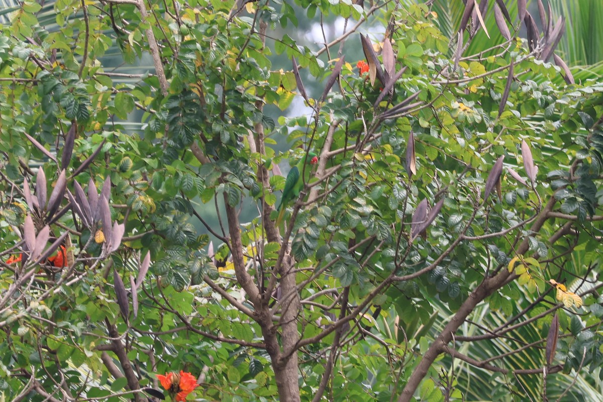 Azure-rumped Parrot - ML641223903