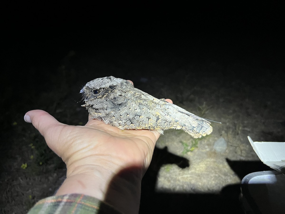 Common Poorwill - ML641223922