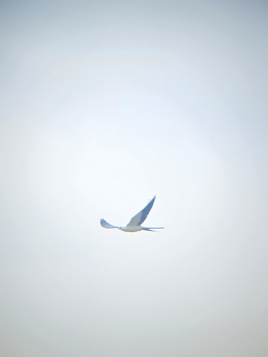 Swallow-tailed Kite - ML641223926