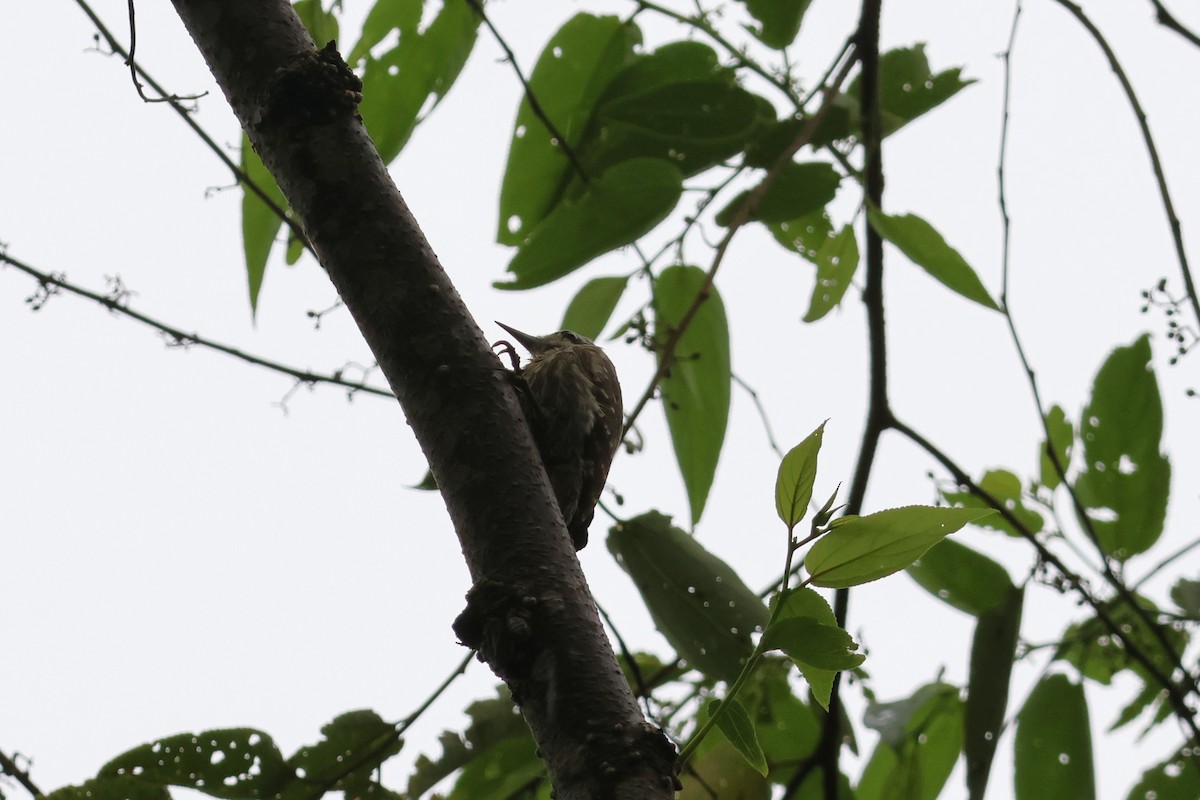 Sulawesi Pygmy Woodpecker - ML641223927