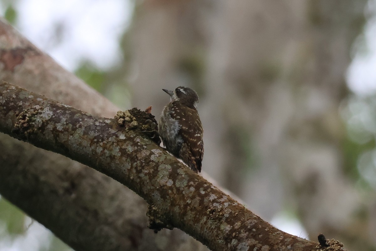 Sulawesi Pygmy Woodpecker - ML641223928