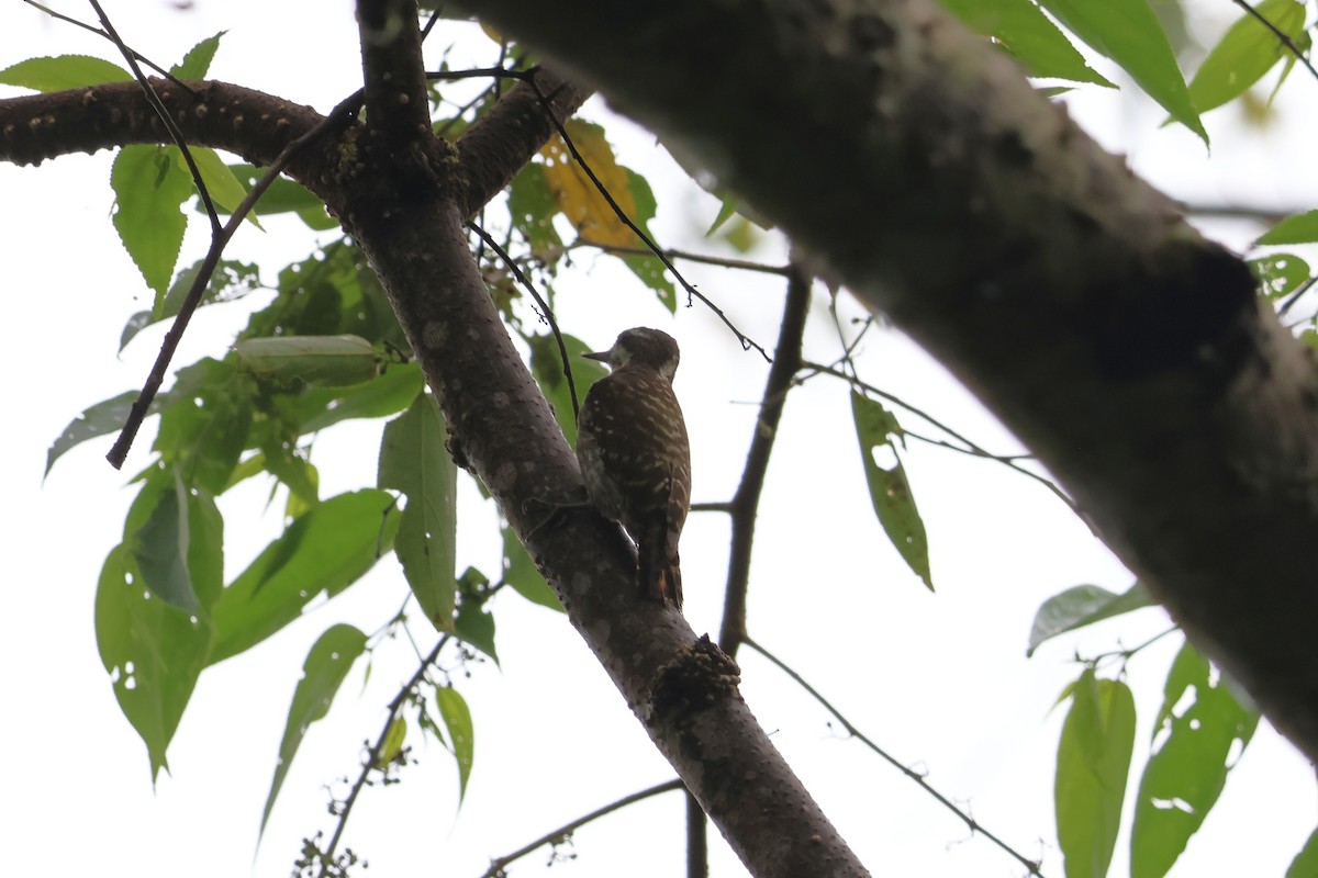 Sulawesi Pygmy Woodpecker - ML641223929