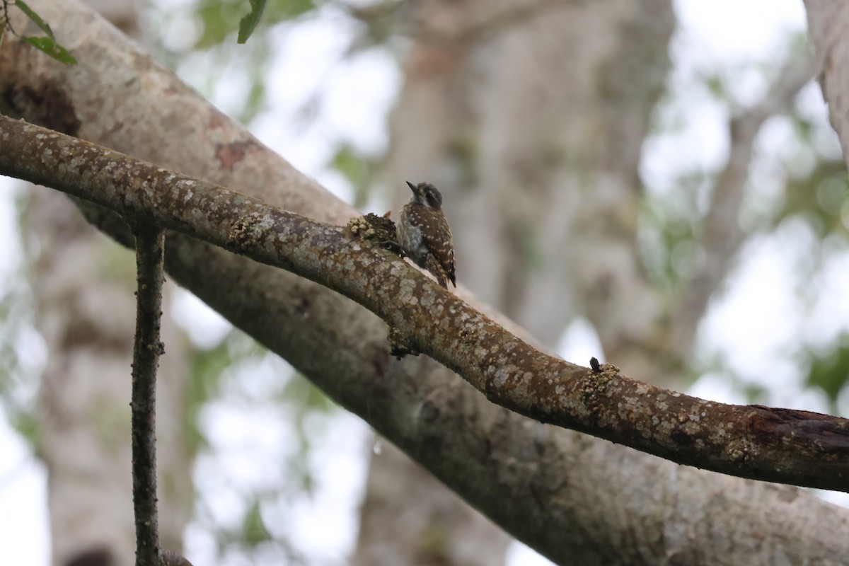 Sulawesi Pygmy Woodpecker - ML641223931