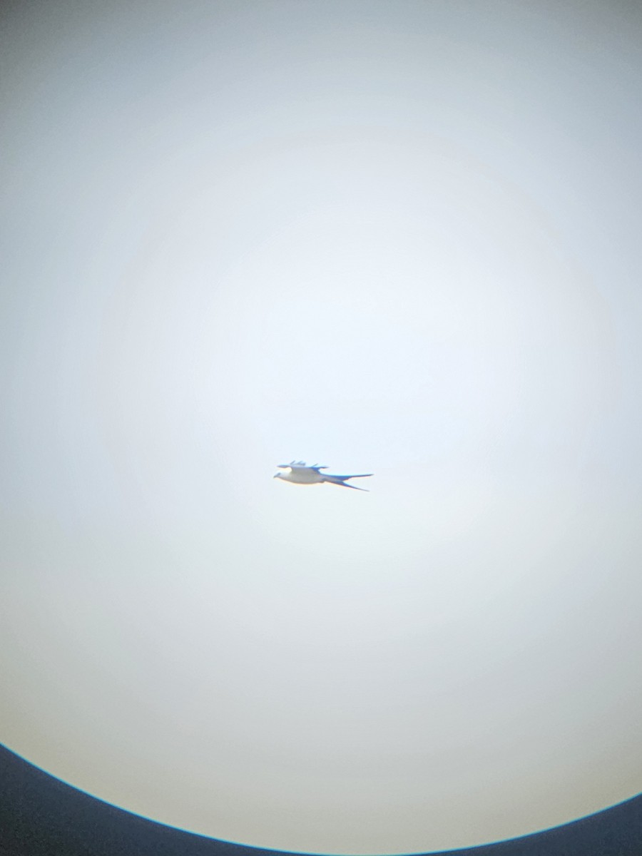 Swallow-tailed Kite - ML641223935