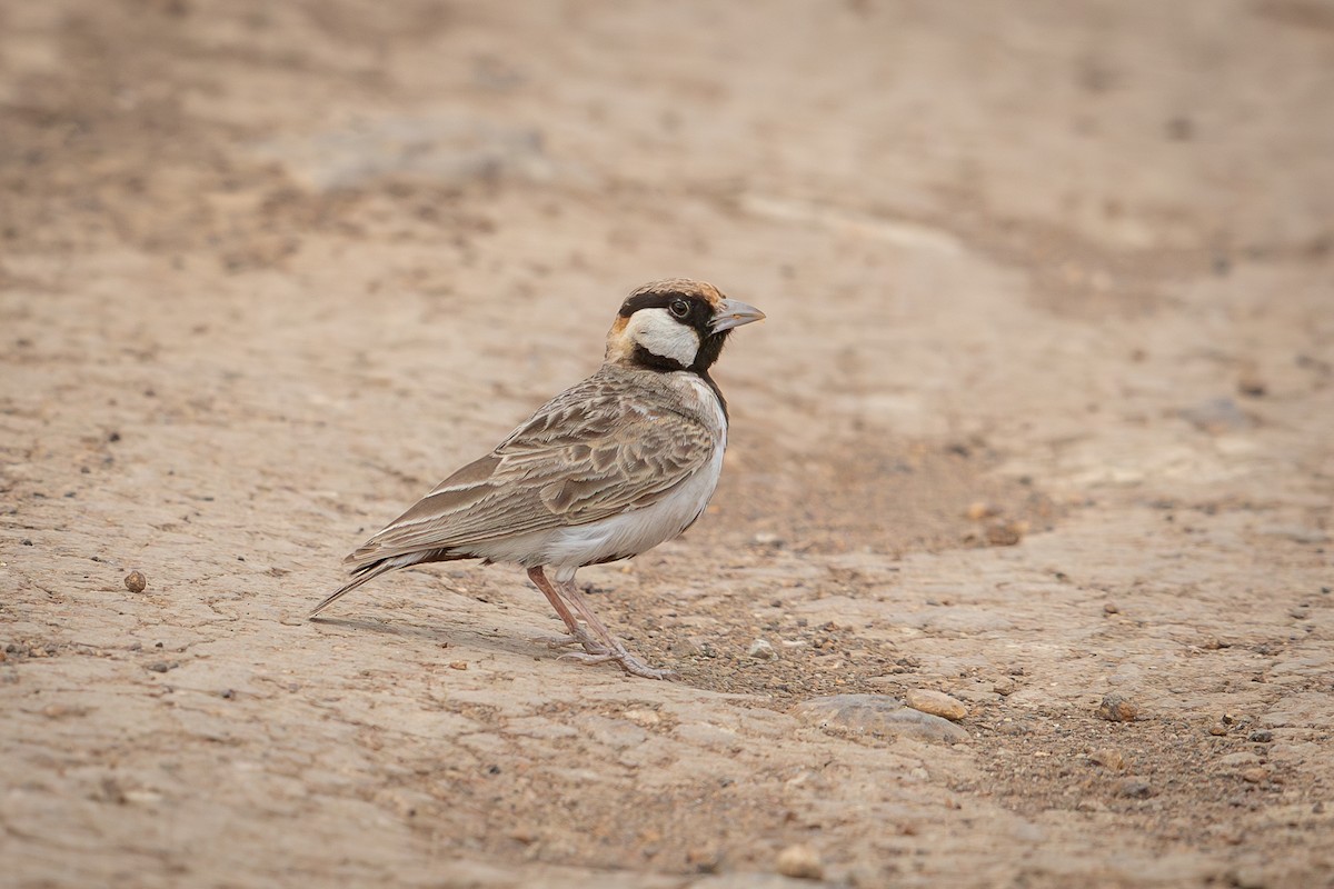 Fischer's Sparrow-Lark - ML641223939