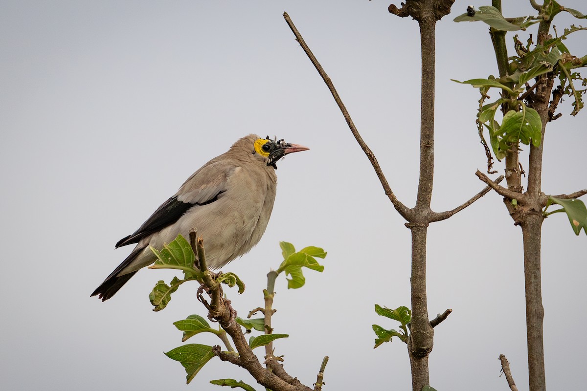 Wattled Starling - ML641223984