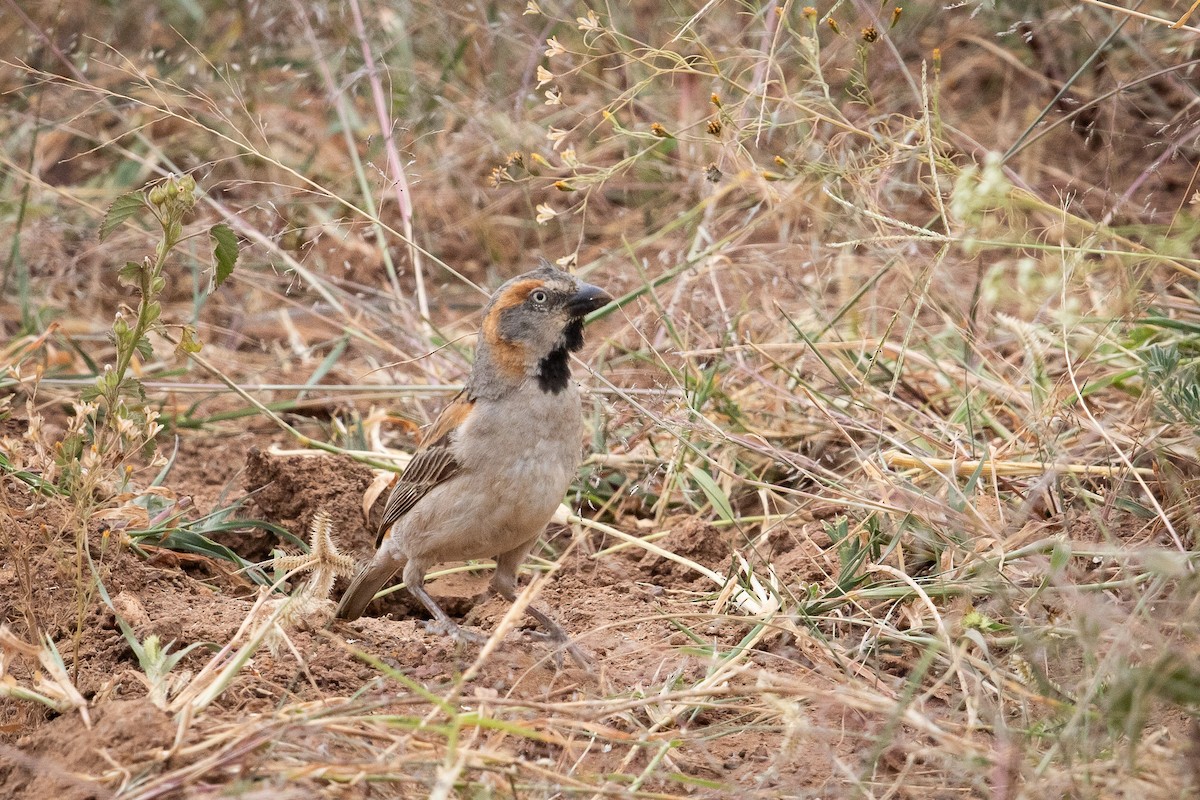 Kenya Rufous Sparrow - ML641224019