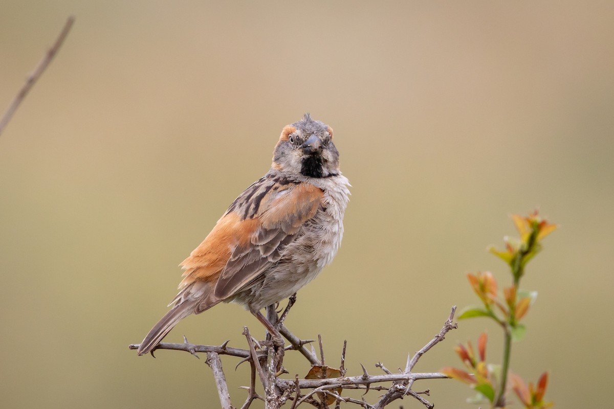 Kenya Rufous Sparrow - ML641224020
