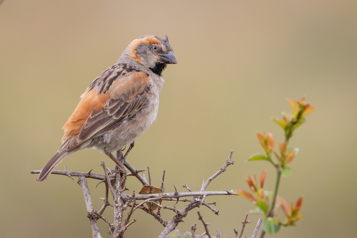 Kenya Rufous Sparrow - ML641224021