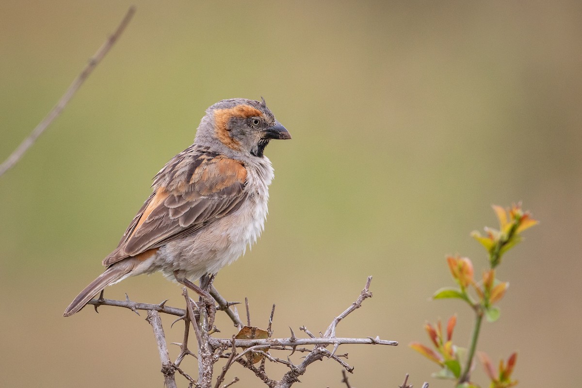 Kenya Rufous Sparrow - ML641224022