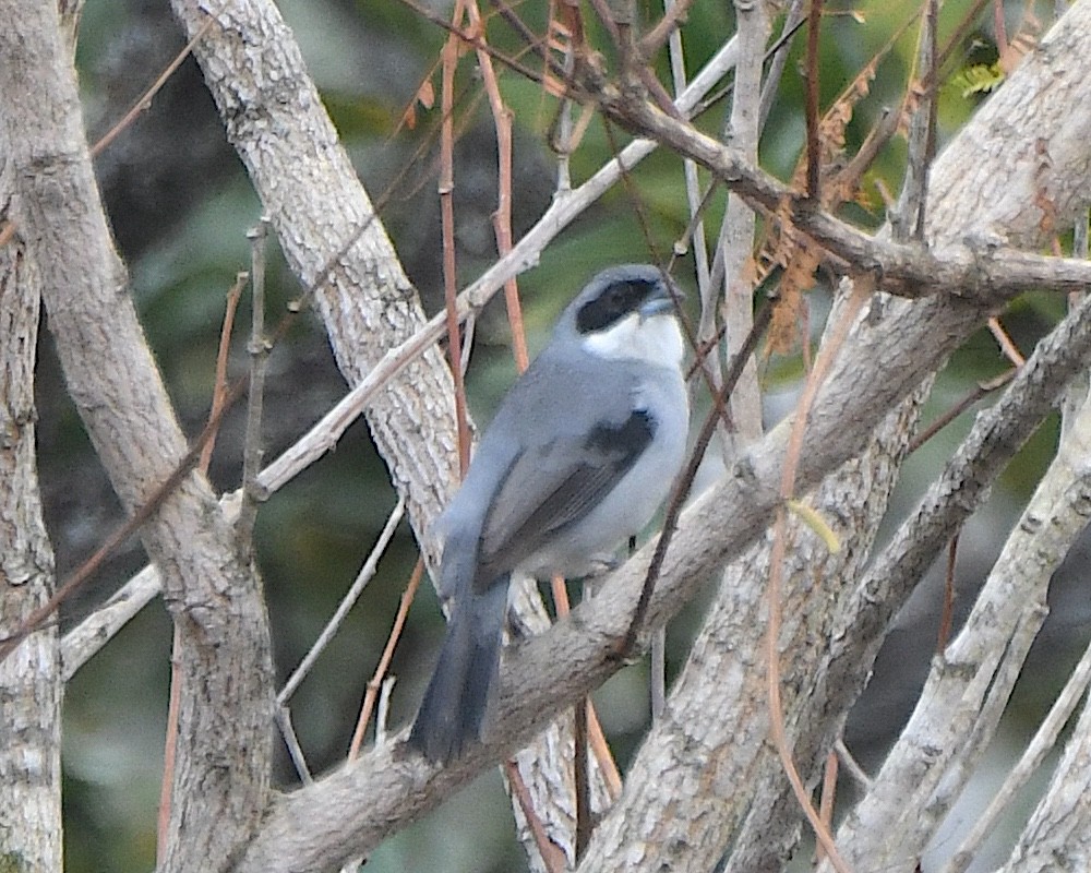White-banded Tanager - ML641224037