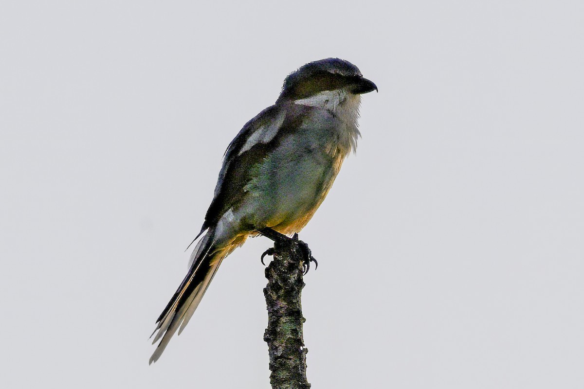 Loggerhead Shrike - ML641224058