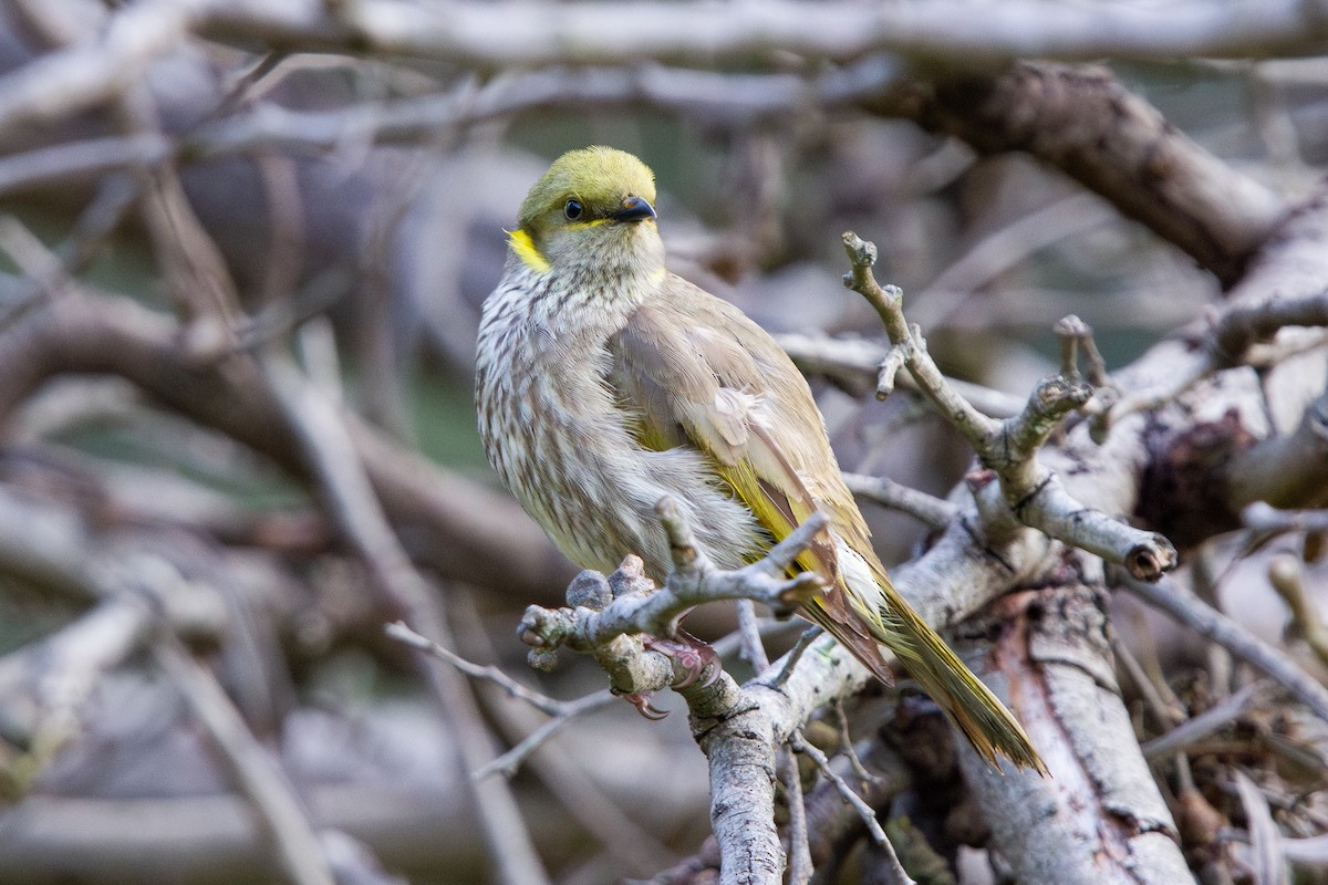 Yellow-plumed Honeyeater - ML641224069