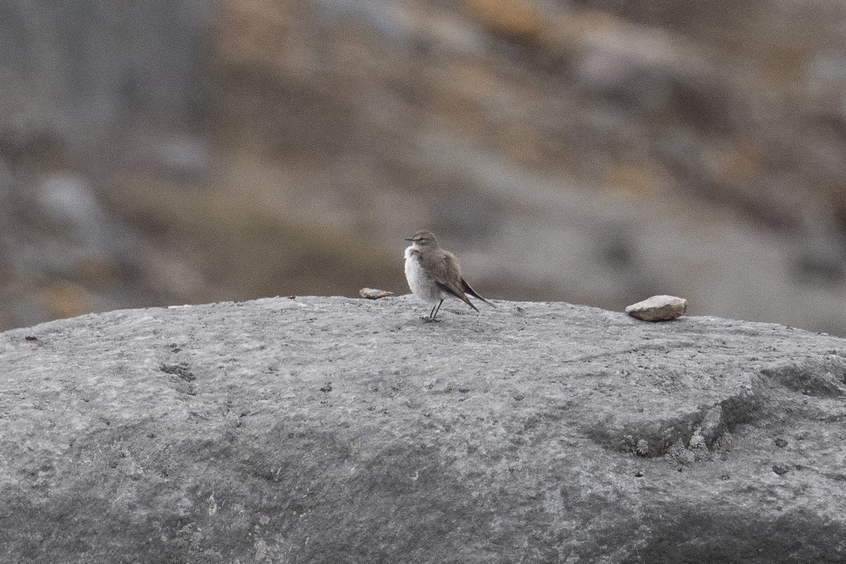 Plain-capped Ground-Tyrant - ML641224095