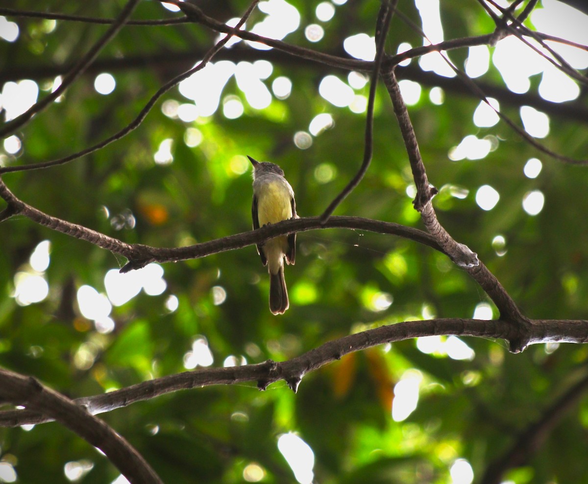 Sooty-crowned Flycatcher - ML641224119
