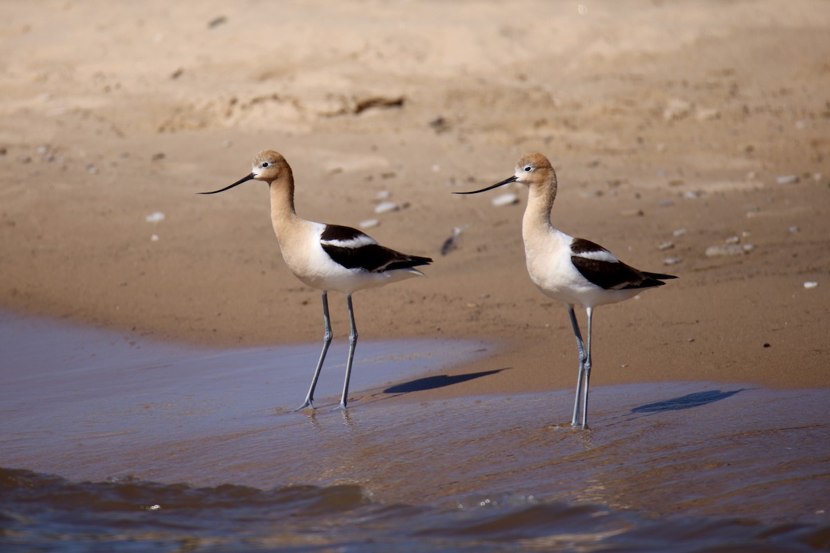American Avocet - ML641224122