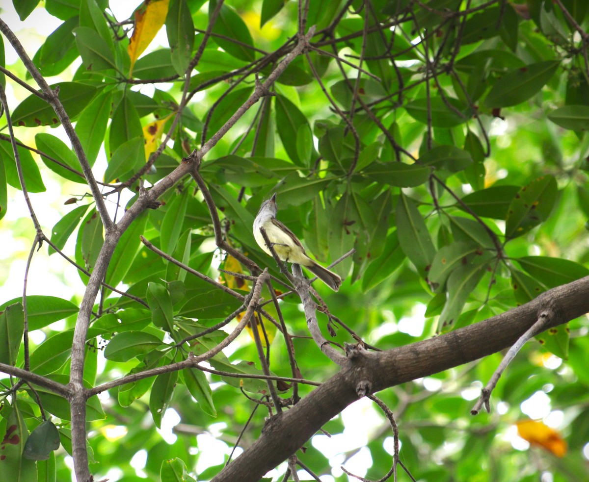Sooty-crowned Flycatcher - ML641224128