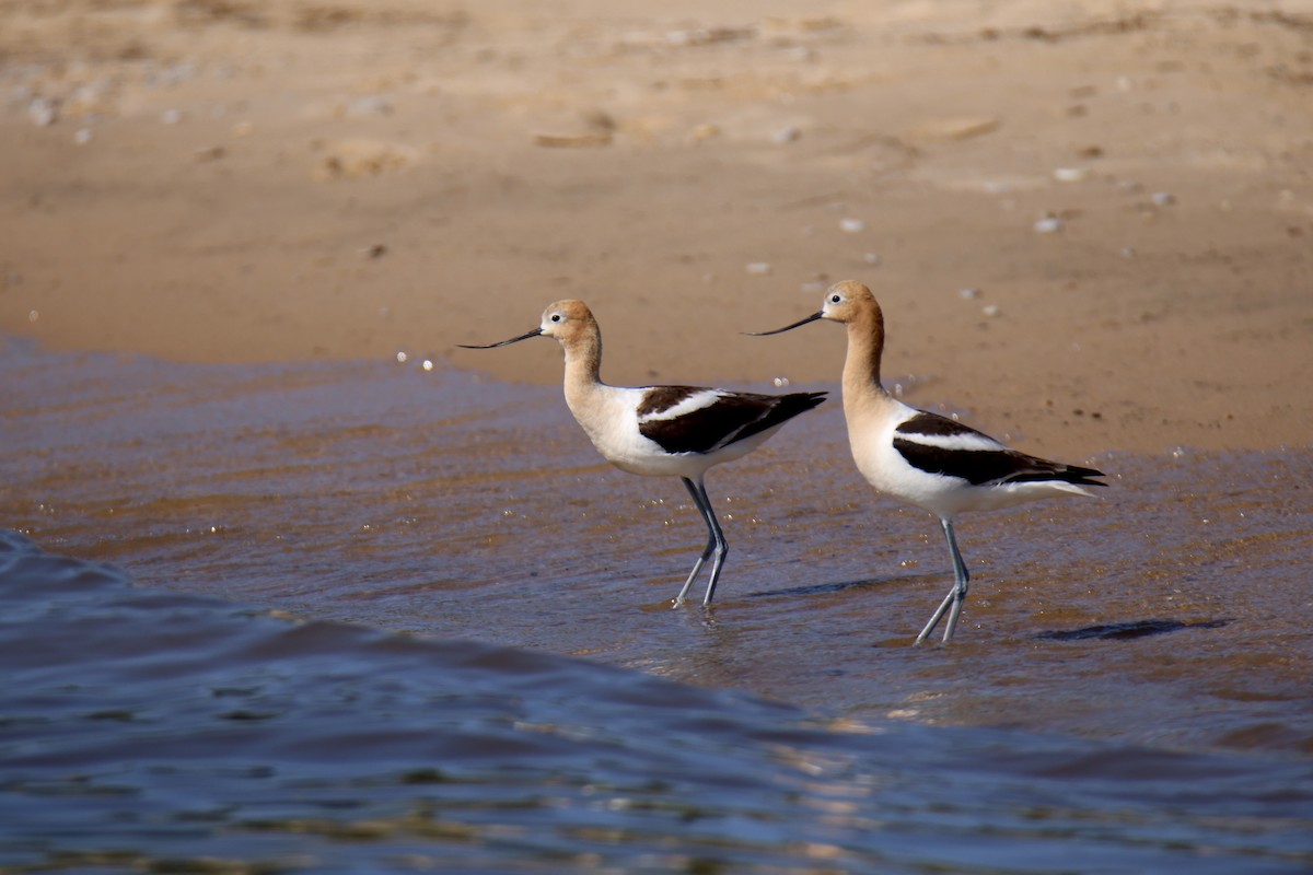 American Avocet - ML641224132