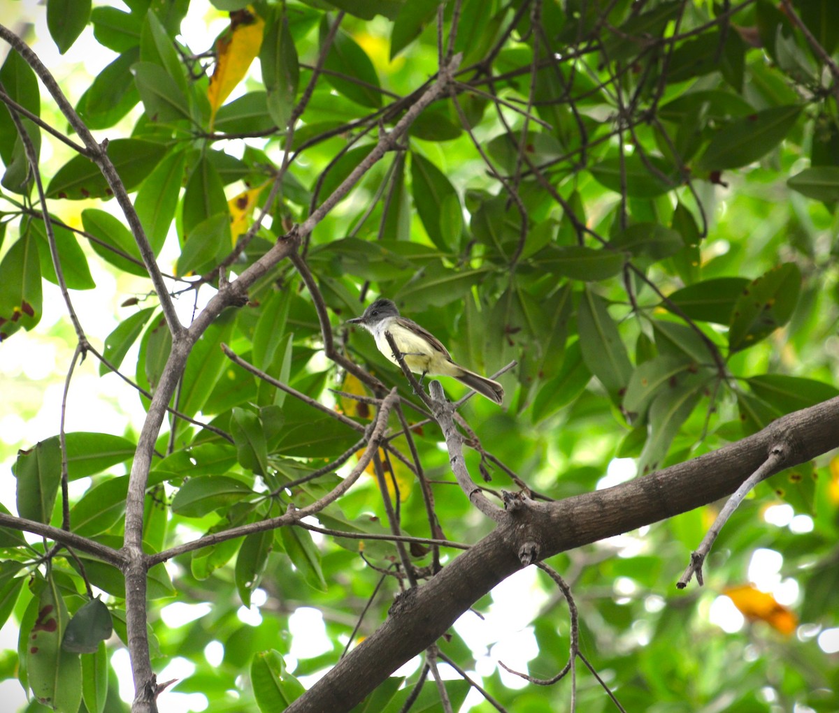 Sooty-crowned Flycatcher - ML641224136