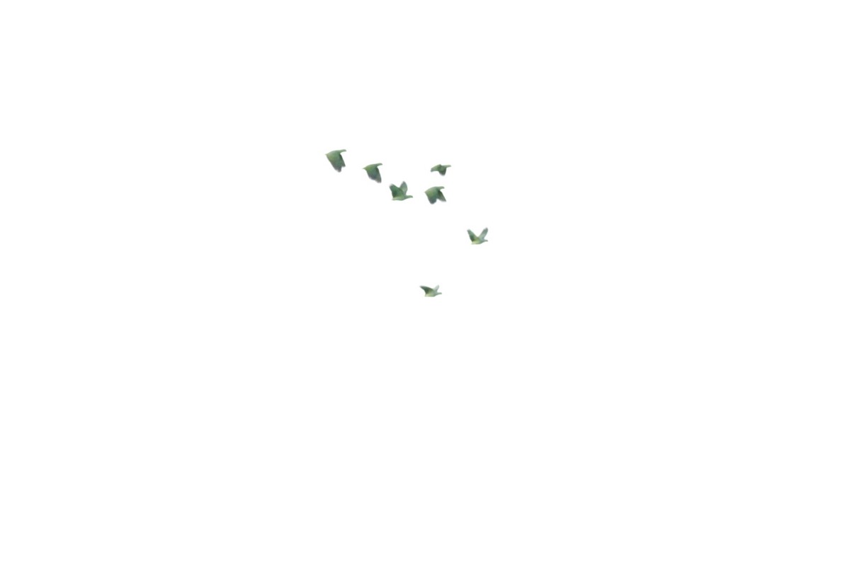 Scaly-naped Amazon - ML641224139