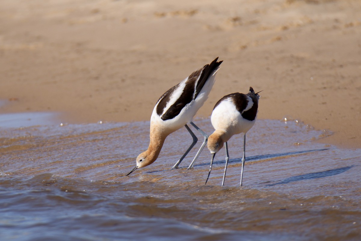 American Avocet - ML641224148