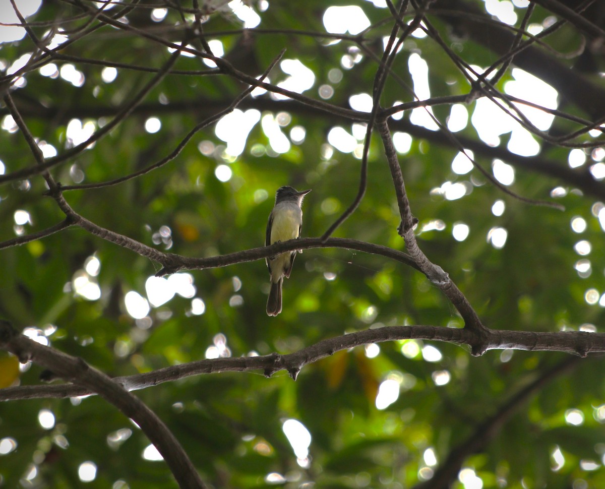 Sooty-crowned Flycatcher - ML641224151