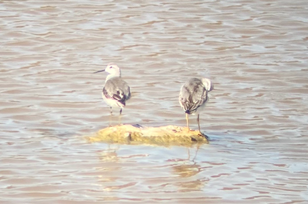 Wilson's Phalarope - ML641224156
