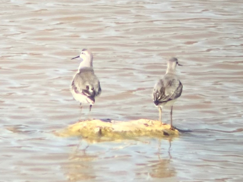 Wilson's Phalarope - ML641224157
