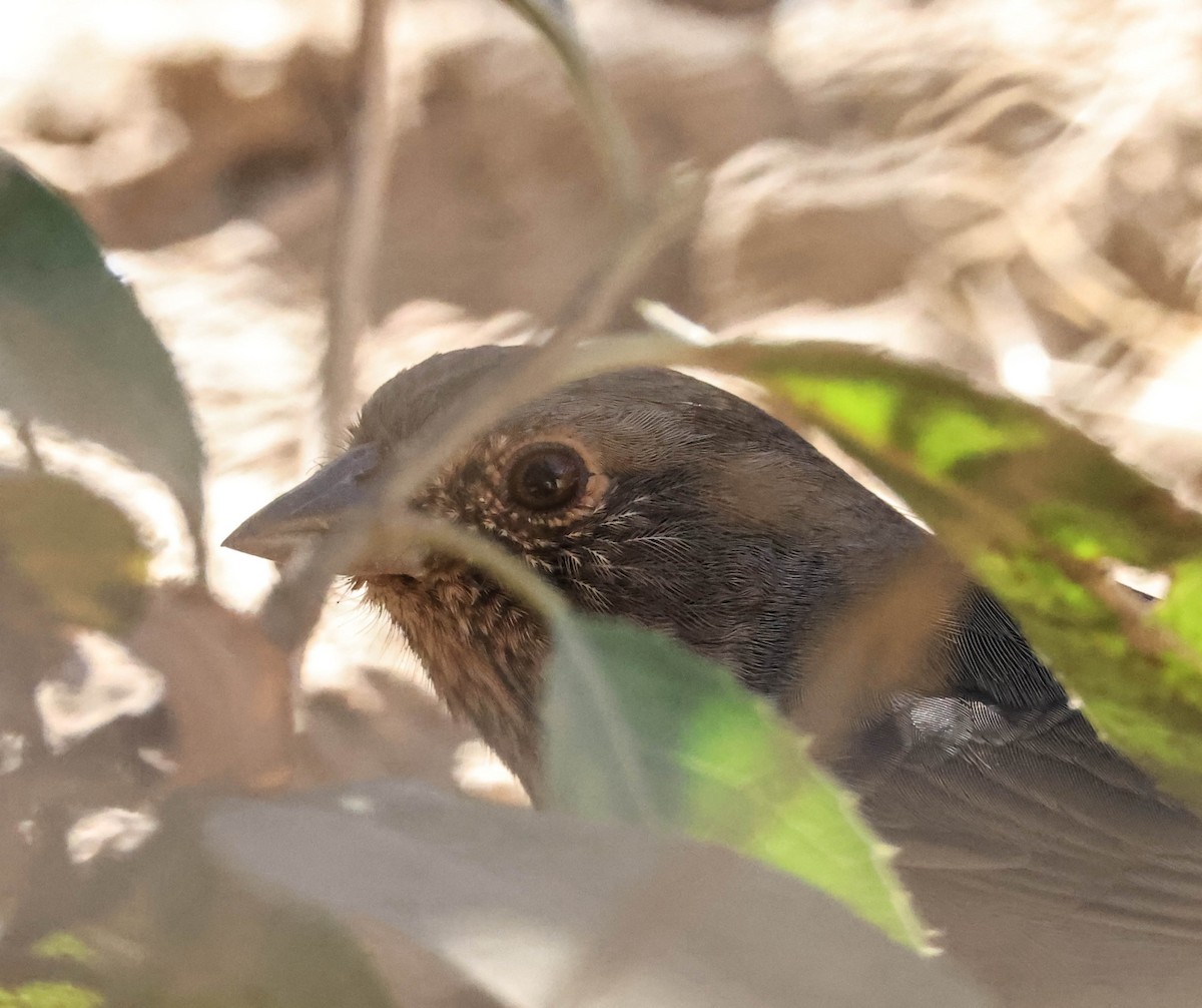 California Towhee - ML641224220