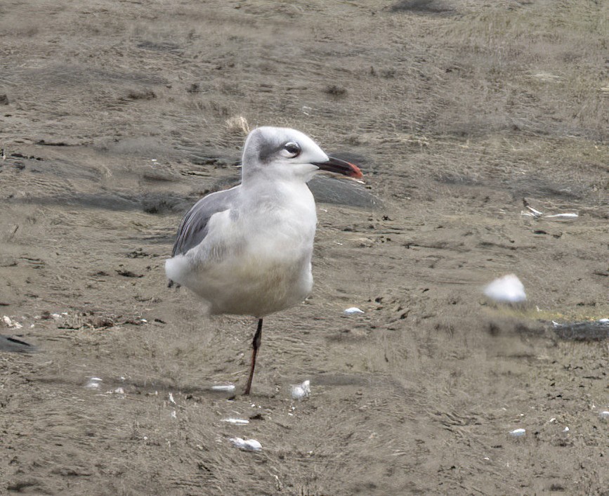 Laughing Gull - ML641224224