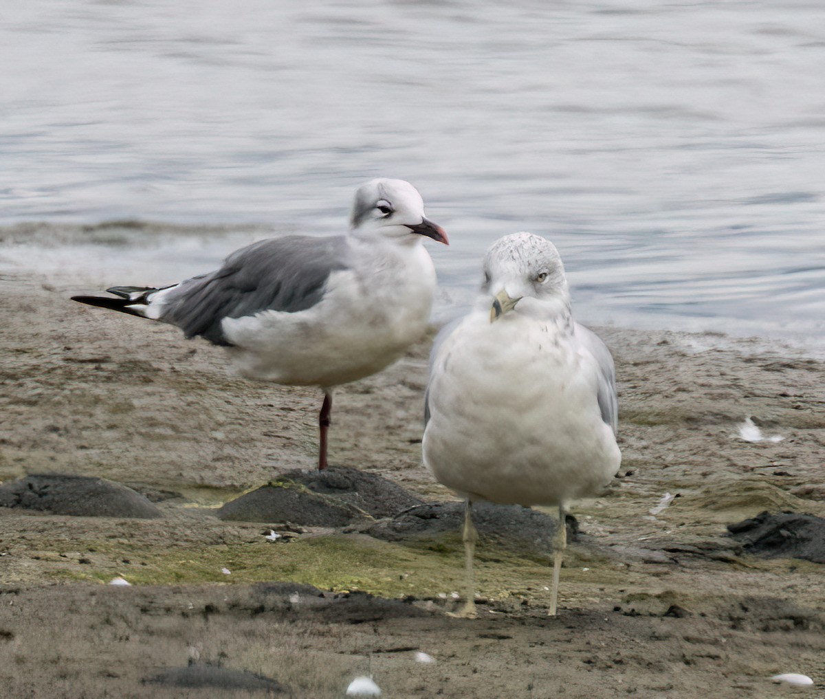 Laughing Gull - ML641224225