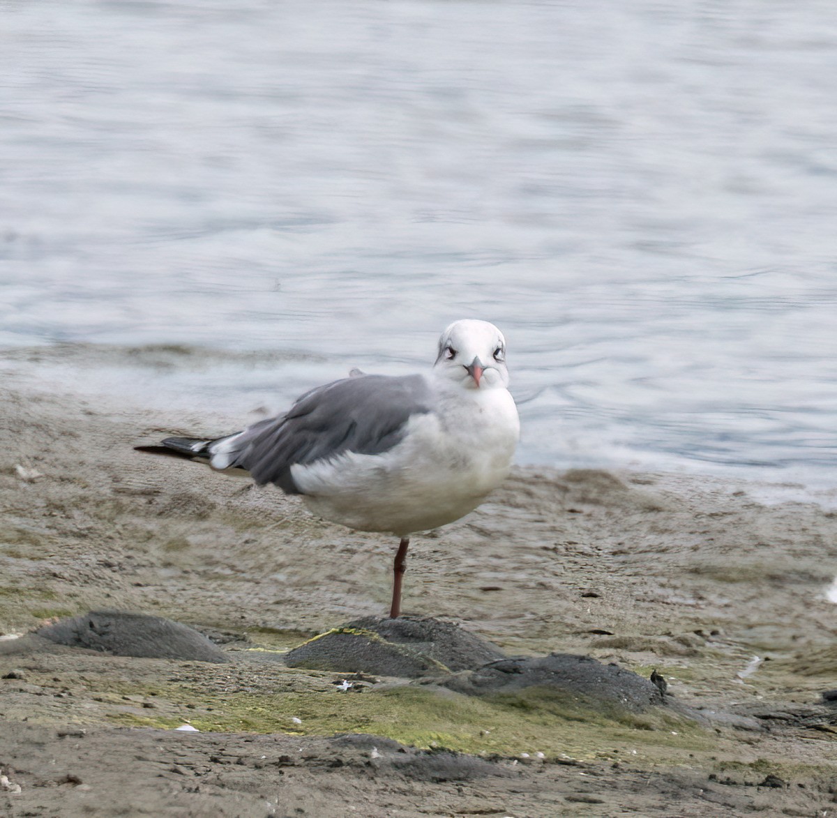 Laughing Gull - ML641224226