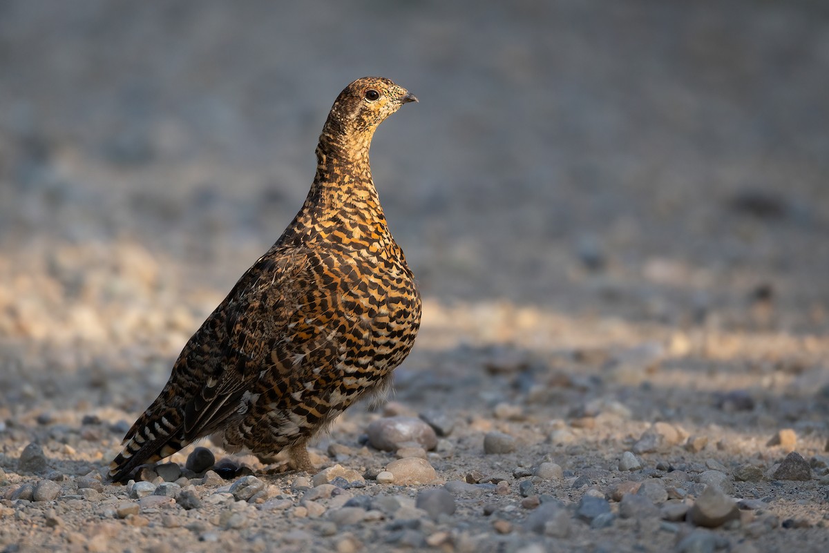 Spruce Grouse - ML641224242