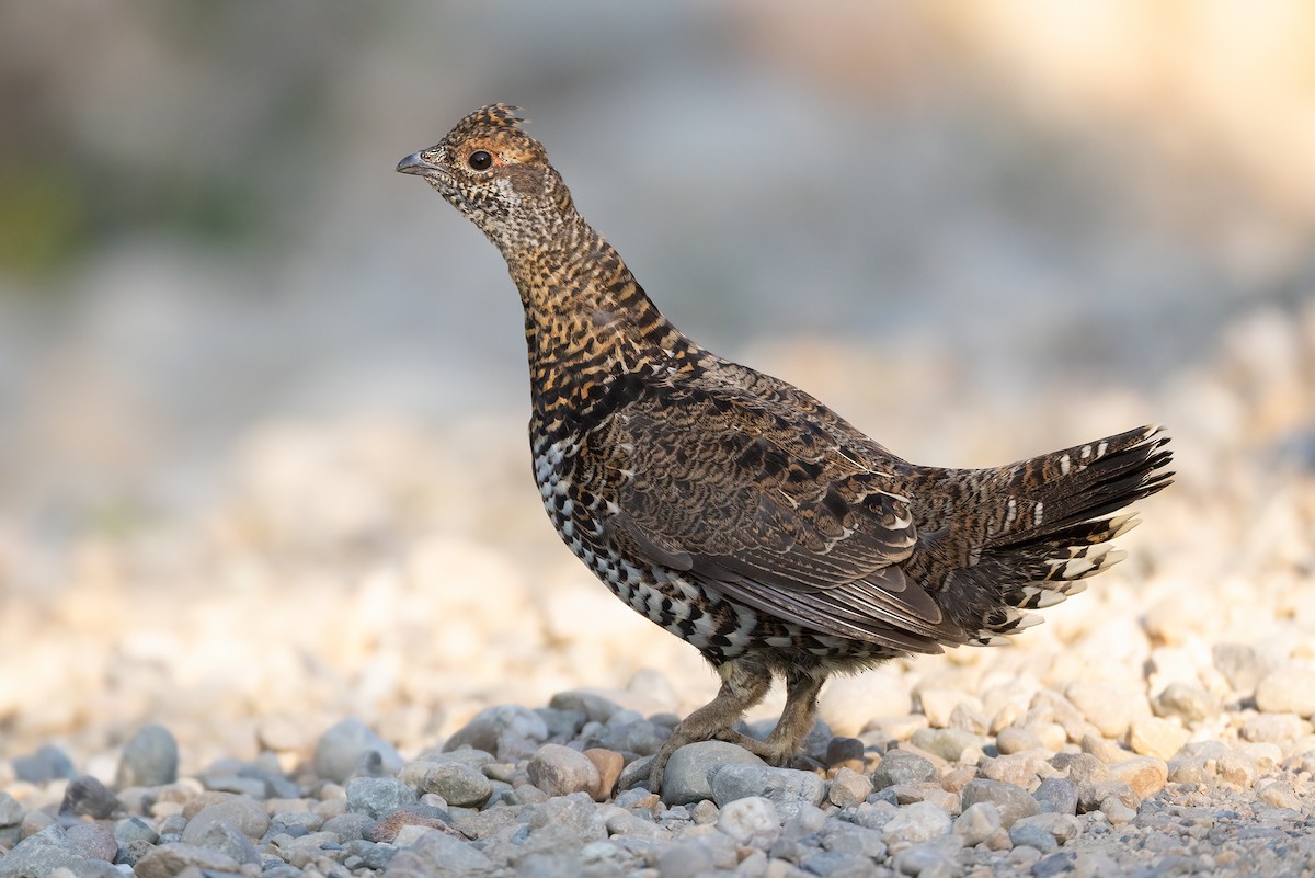 Spruce Grouse - ML641224244