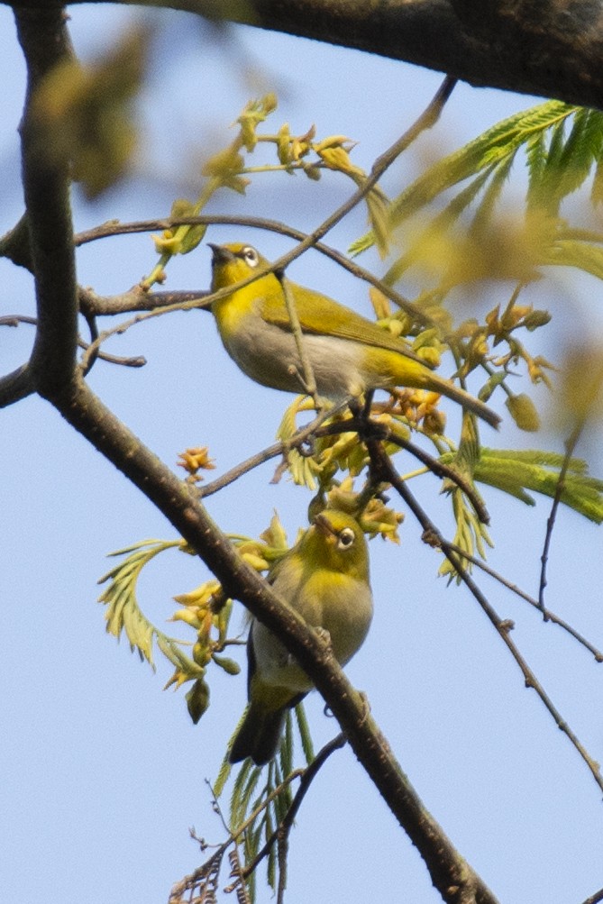 Indian White-eye - ML641224259