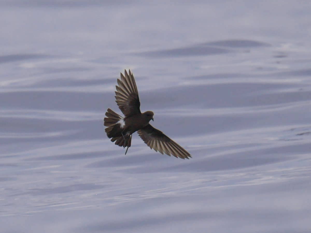 Wilson's Storm-Petrel - ML641224277