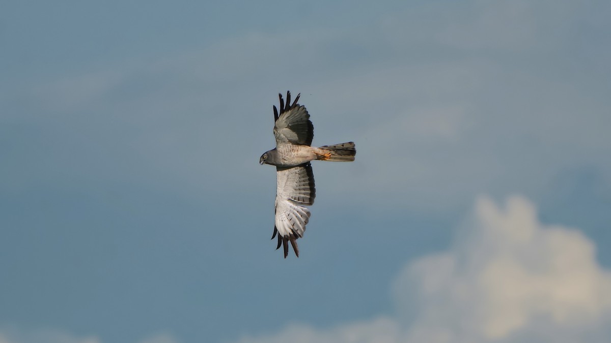 Busard des marais - ML641224301