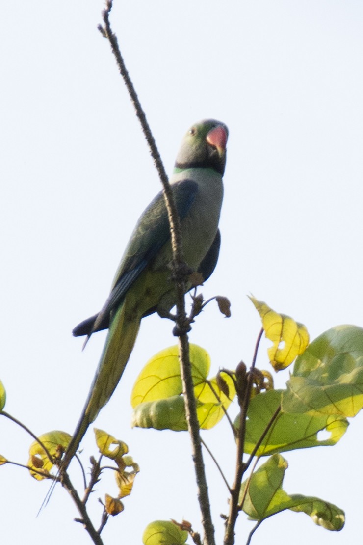 Malabar Parakeet - ML641224315