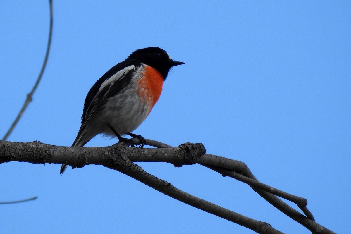 Scarlet Robin - ML641224320