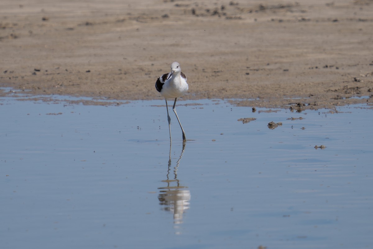 American Avocet - ML641224343
