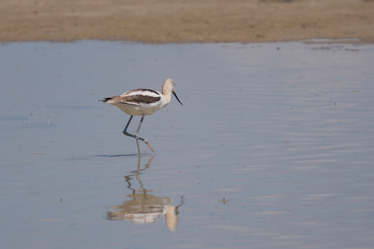 American Avocet - ML641224345