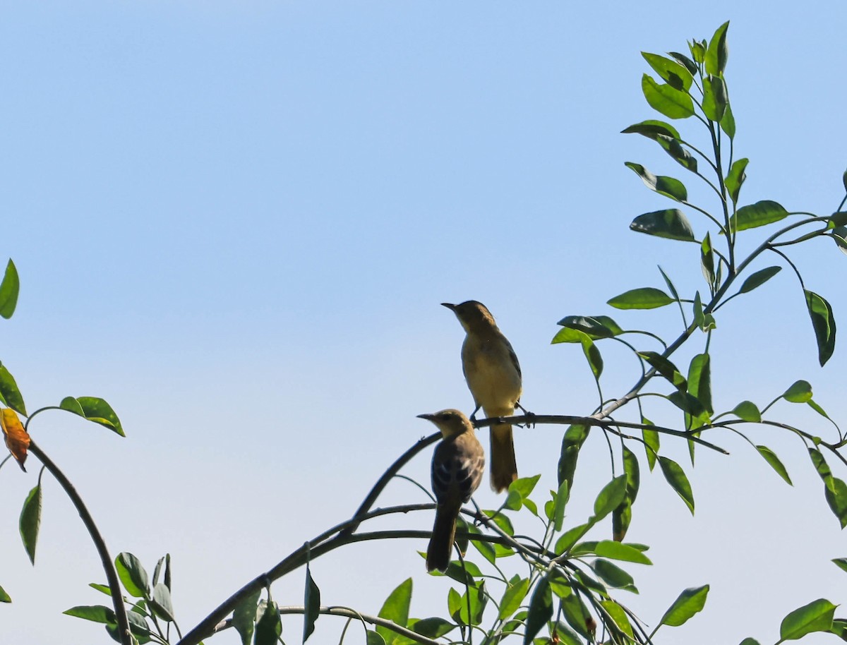 Hooded Oriole - ML641224374