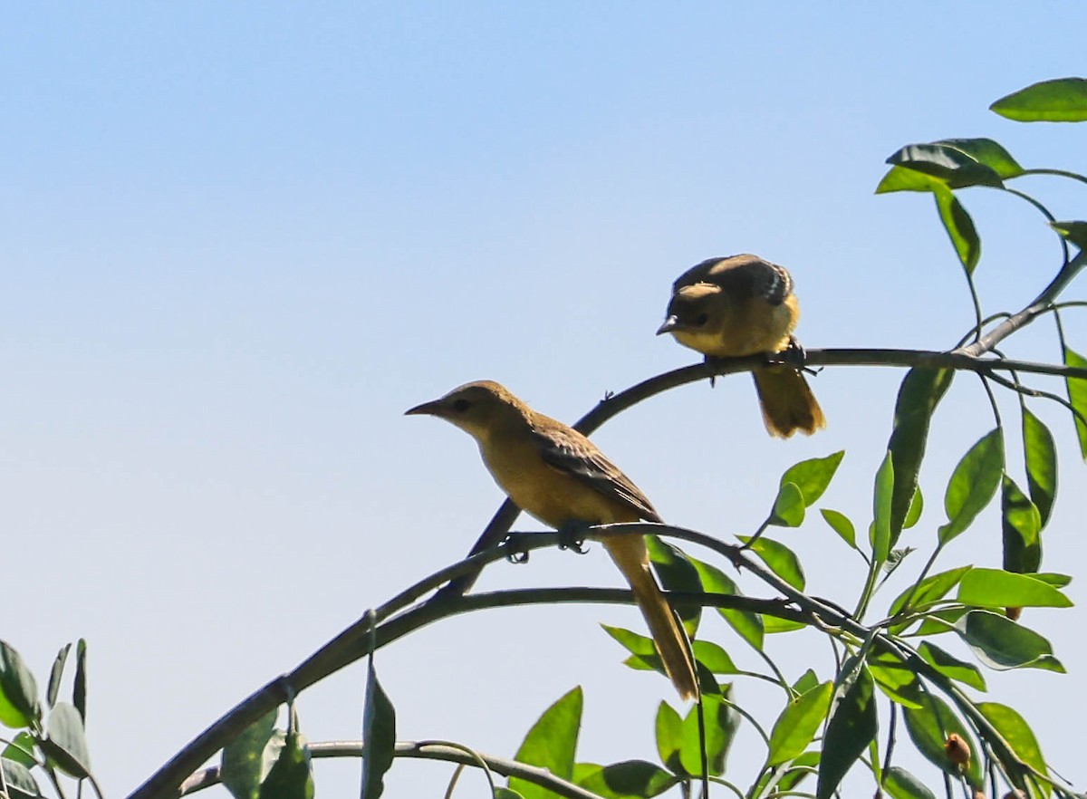 Hooded Oriole - ML641224375