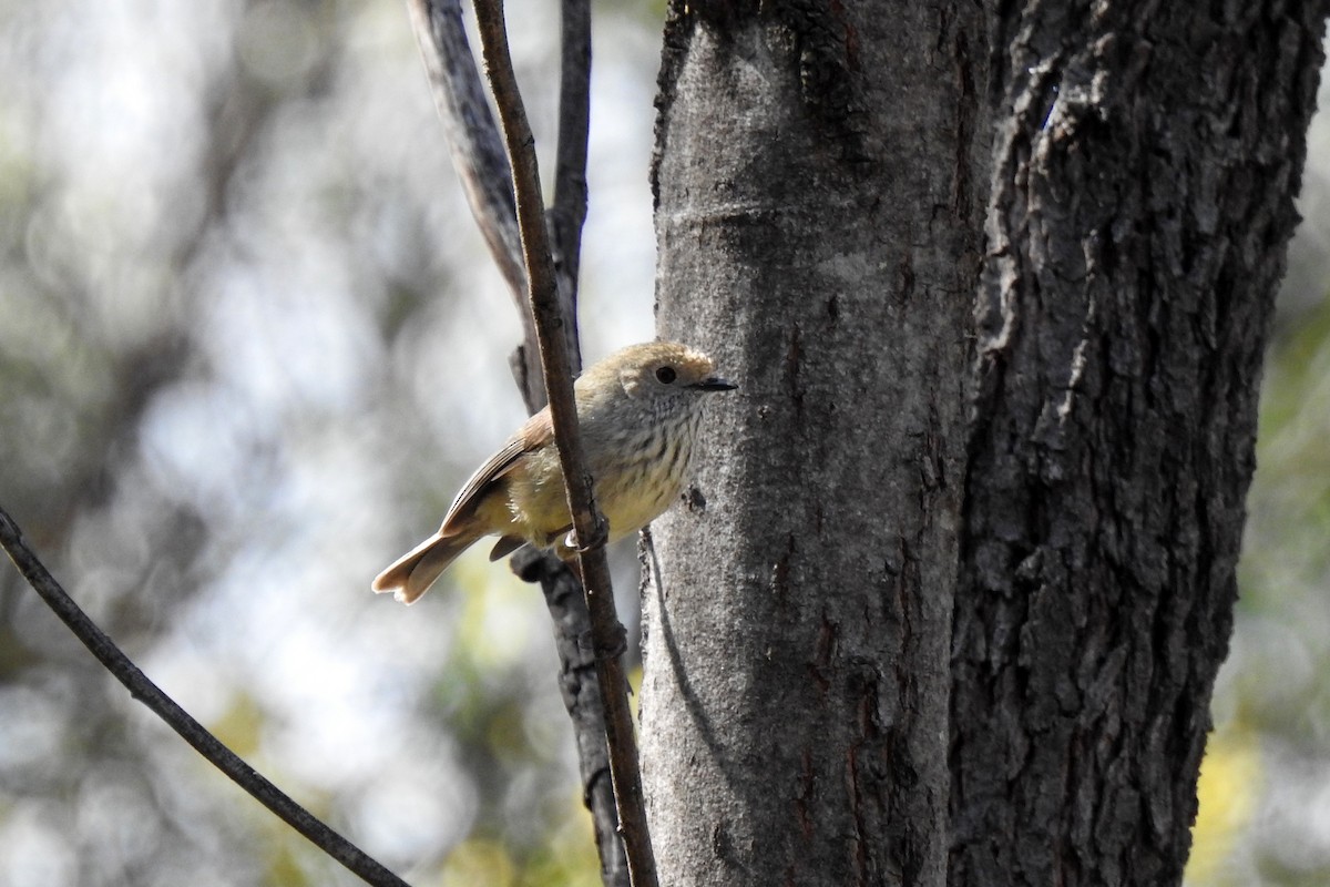 Brown Thornbill - ML641224379