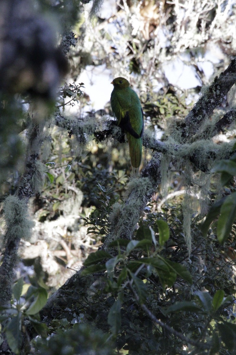 Quetzal Fúlgido - ML641224387