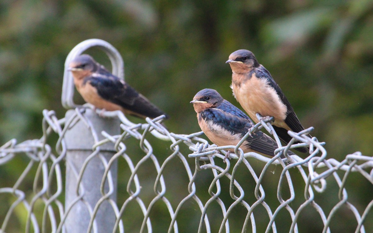 Barn Swallow - ML641224438